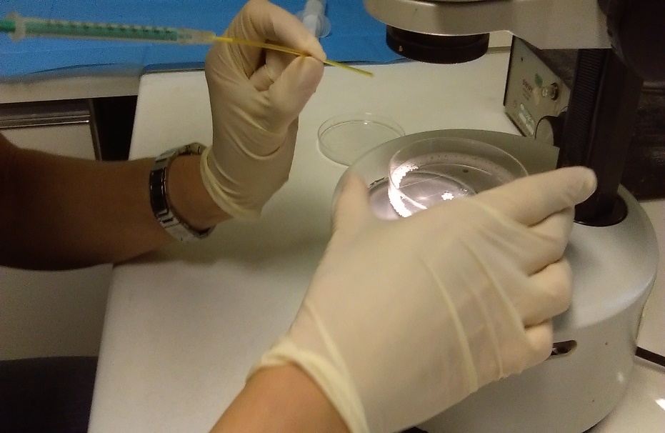 Embryo Transfer (E.T.)