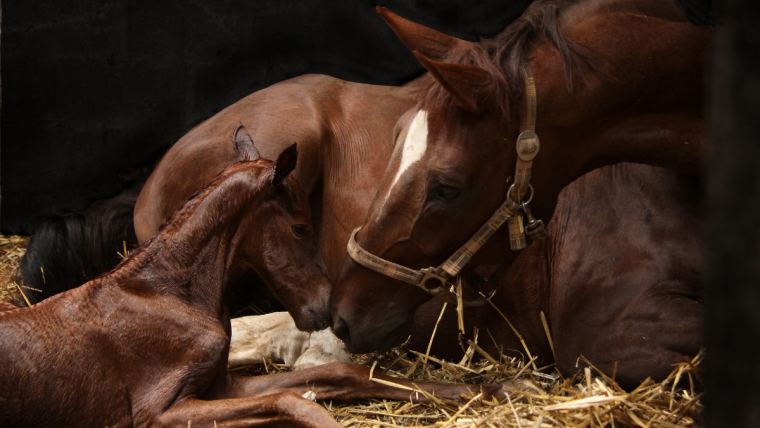 Foaling Assistance / Post-Foaling Care