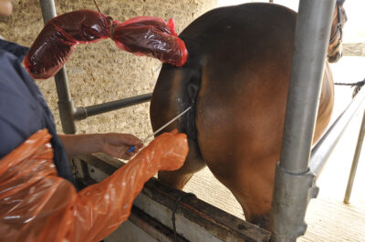 Artificial Insemination (A.I.) On-Site