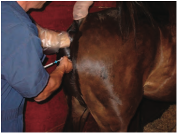 Artificial Insemination (A.I.) On-Site