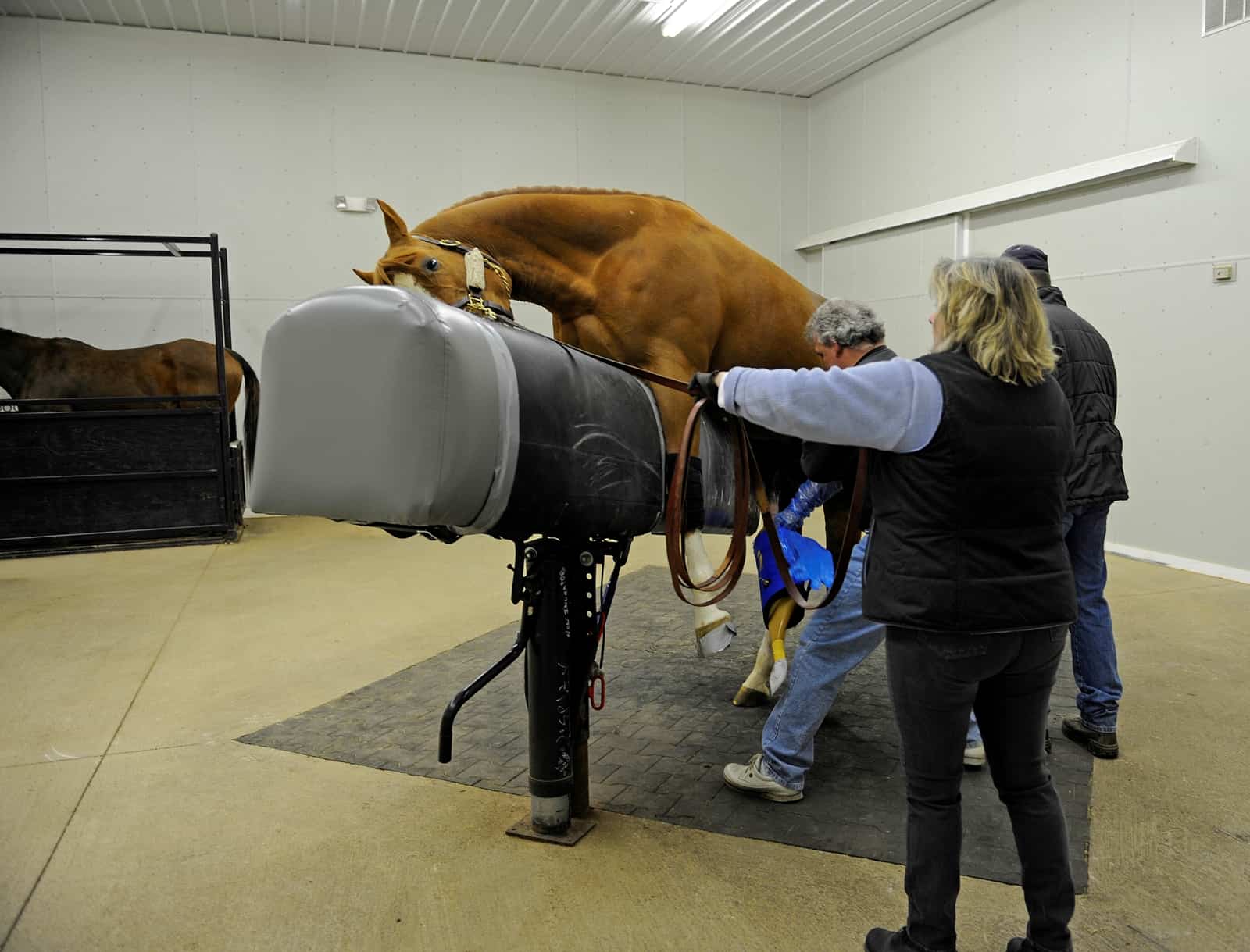 Semen Collection, Manipulation, Shipping and Freezing