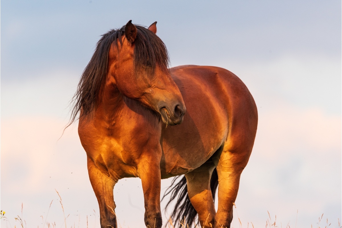 Management of Sub-Fertile Mares